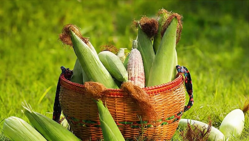 Banna Corn Series